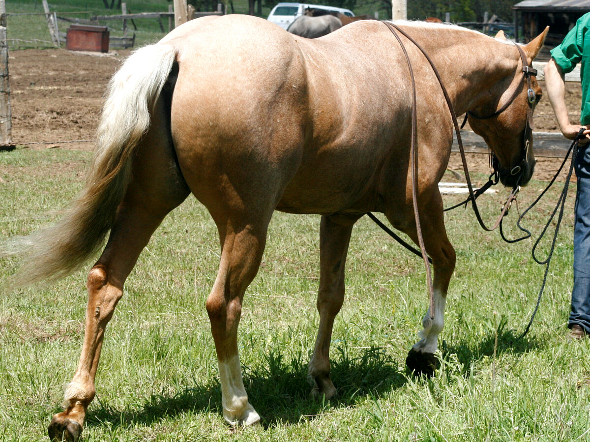 david-palomino-IMG_4115