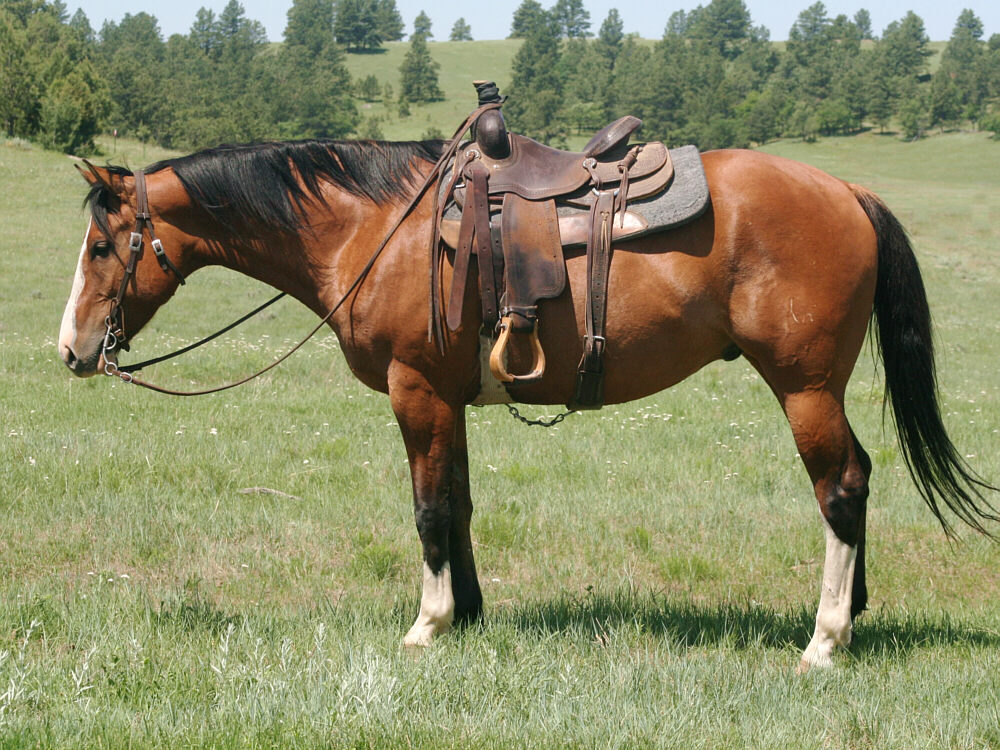 david-dun-gelding-IMG_5309