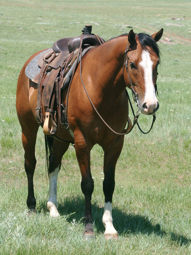 david-dun-gelding-IMG_5339