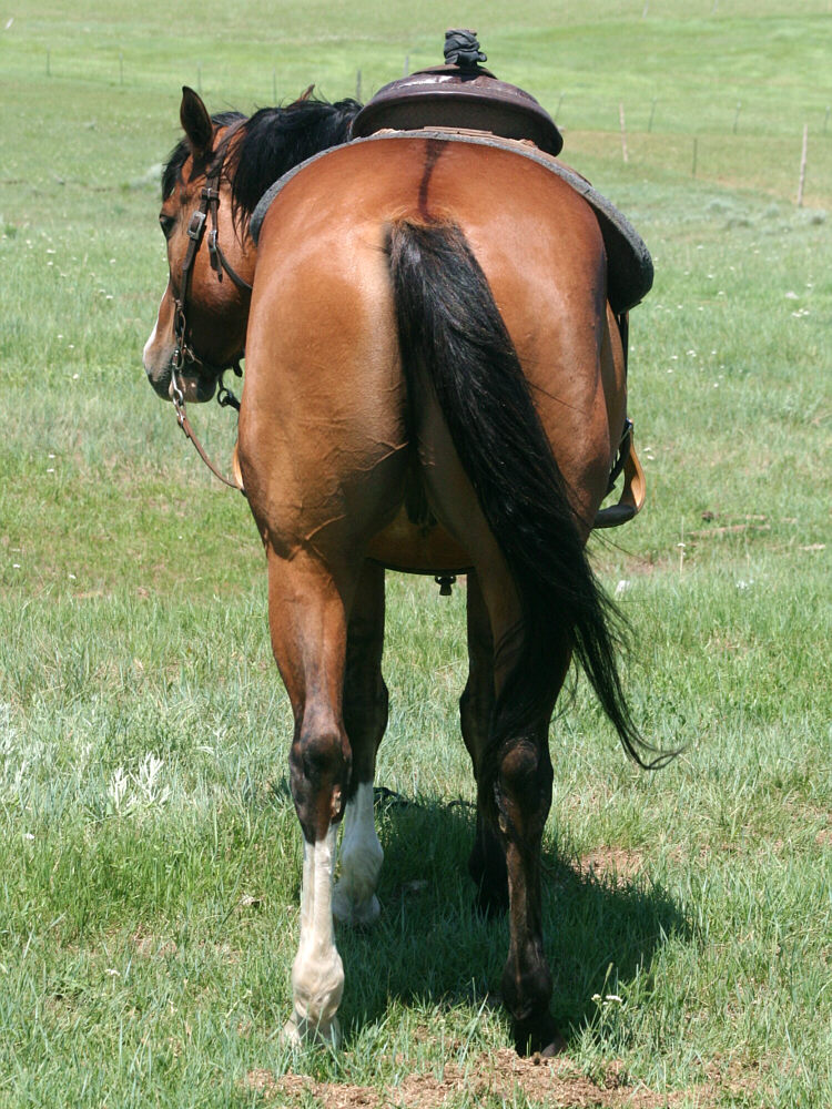 david-dun-gelding-IMG_5352