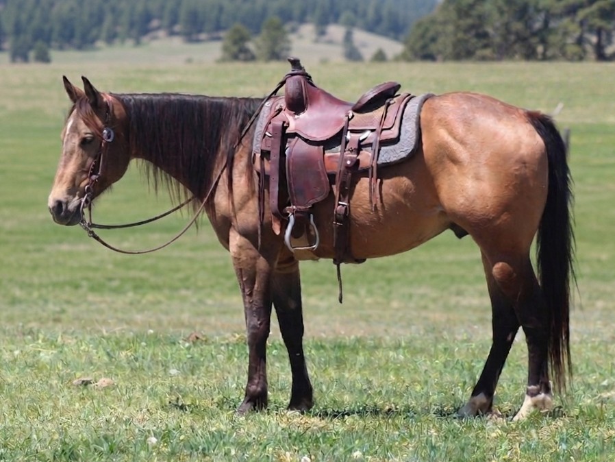 David Yoder - buckskin gelding Smoke (2)