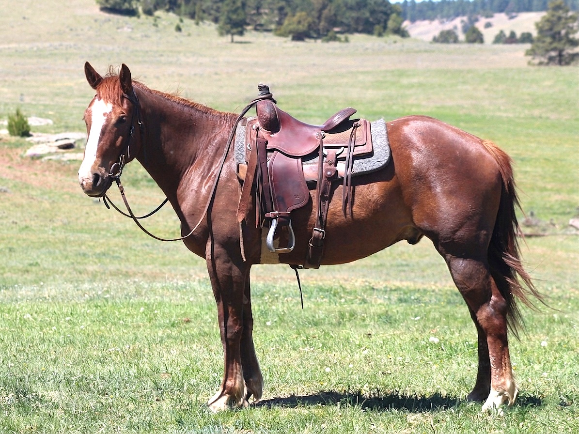 David Yoder - chestnut gelding Blaze (1)